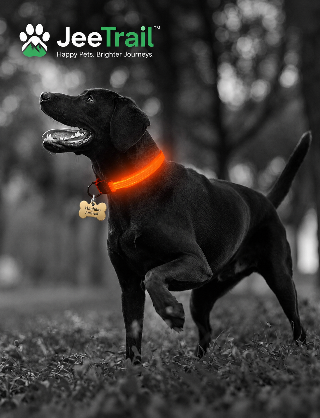 JeeTrail™ LED Glow Dog Collar — 2 Pack
