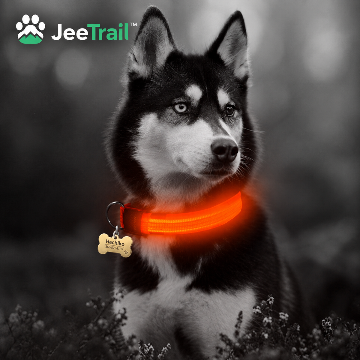 JeeTrail™ LED Glow Dog Collar — 2 Pack